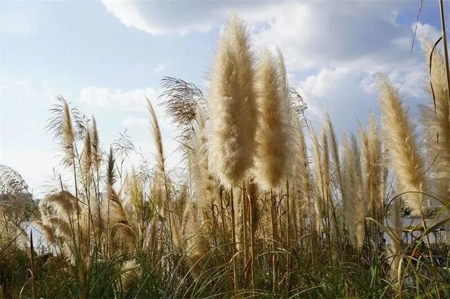 楚雄秋日告白：花基础，花海不基础