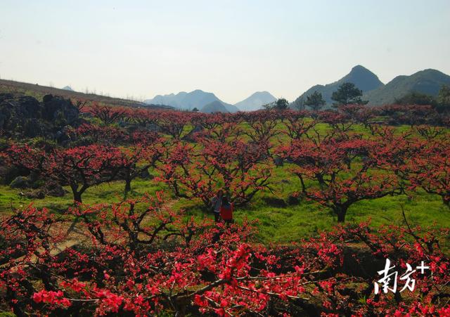 一站式玩转春天！连州赏花季开幕