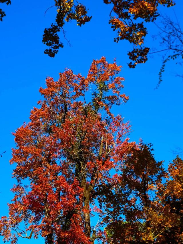 来建宁！去有“枫”的地方