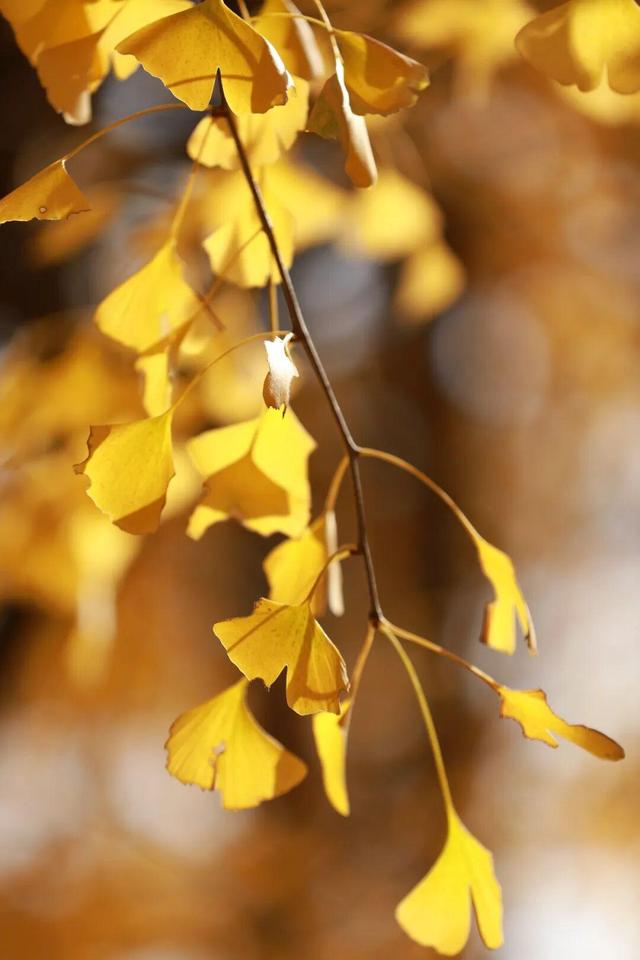 娄底：藏不住的诗意冬景，每帧都美到“心巴”上～