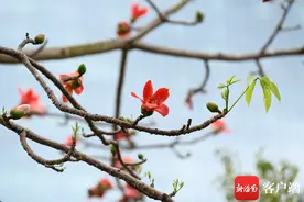 原创组图 | 木棉盛放 成为春日椰城最美点缀图片