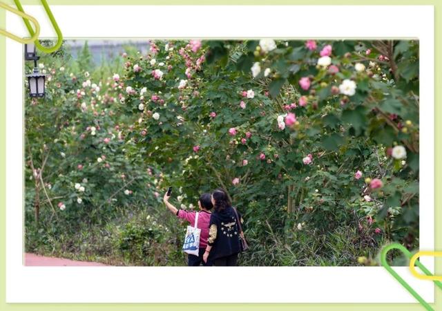 藏不住了！大足这个村的芙蓉花海，已成初冬“神仙打卡地”