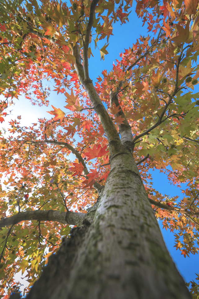 上海顶级秋景！藏着传统中国色→