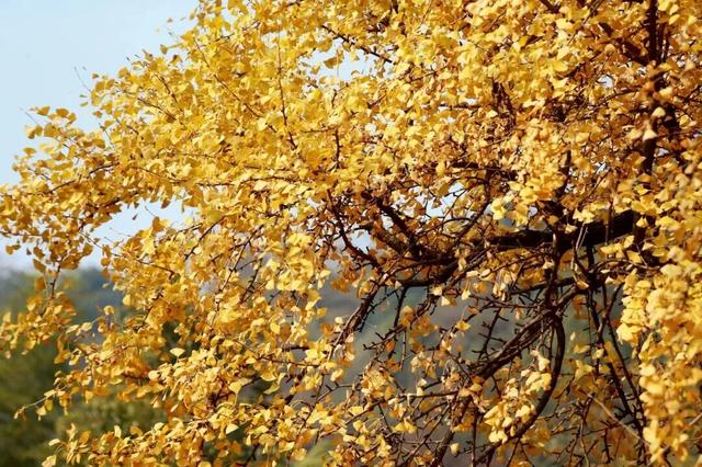 邂逅如画江西的小“杏”运