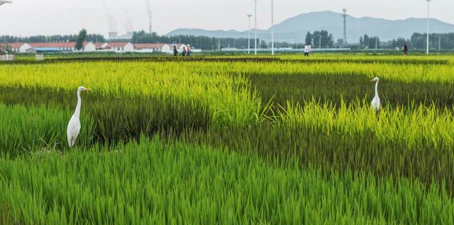 河北遵化：景观稻田现白鹭
