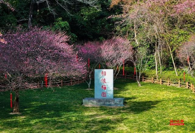 绝美！福州鼓山梅花开了！