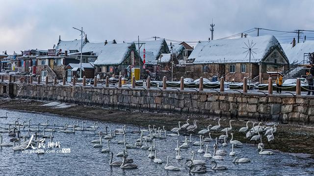 山东荣成：天鹅海湾 雪景如画