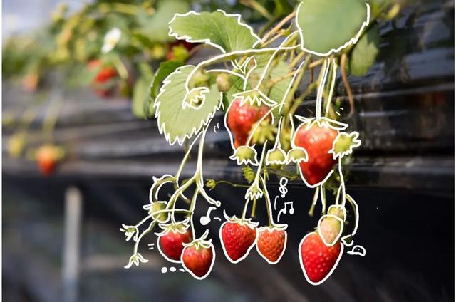 跟着“绿色青浦”，玩转白鹤草莓文化节~