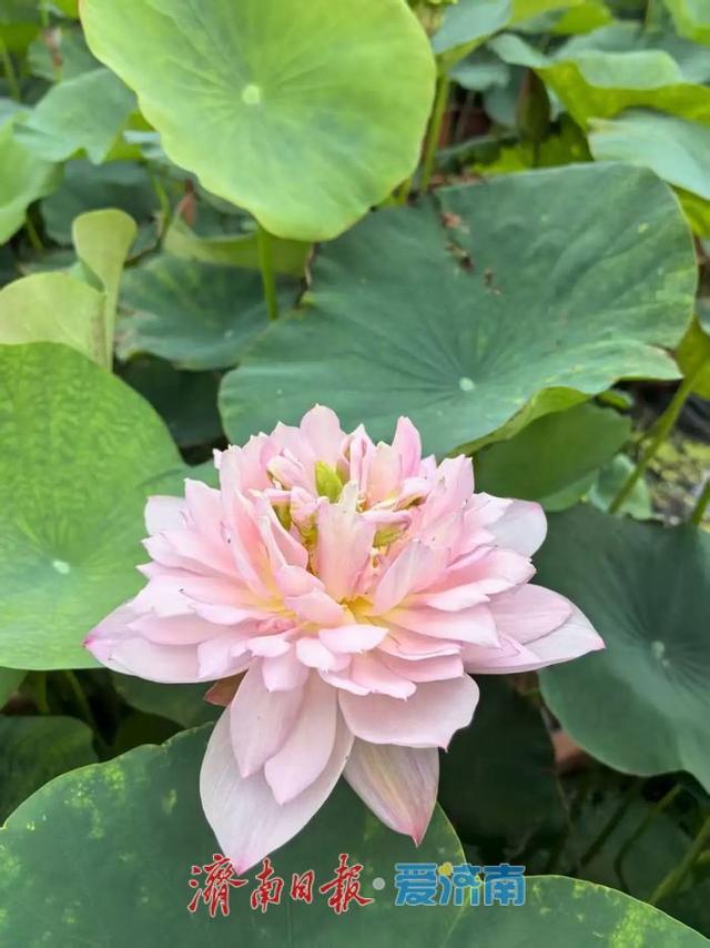 一年四季 泉在济南｜济南第39届荷花艺术节启幕，邀您共赏湖畔荷韵盛宴！