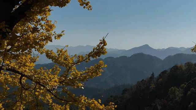 湖北长阳：初冬限定景致！817岁古樟见证1007岁雄银杏和547岁雌银杏的四季情书