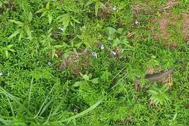 眼镜王蛇虚弱蜷缩 警民携手护生态家园图片