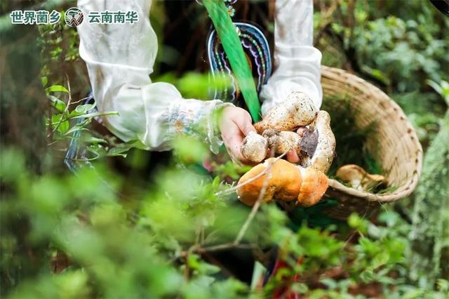 楚雄的秋天要如何打开？赶紧收藏！