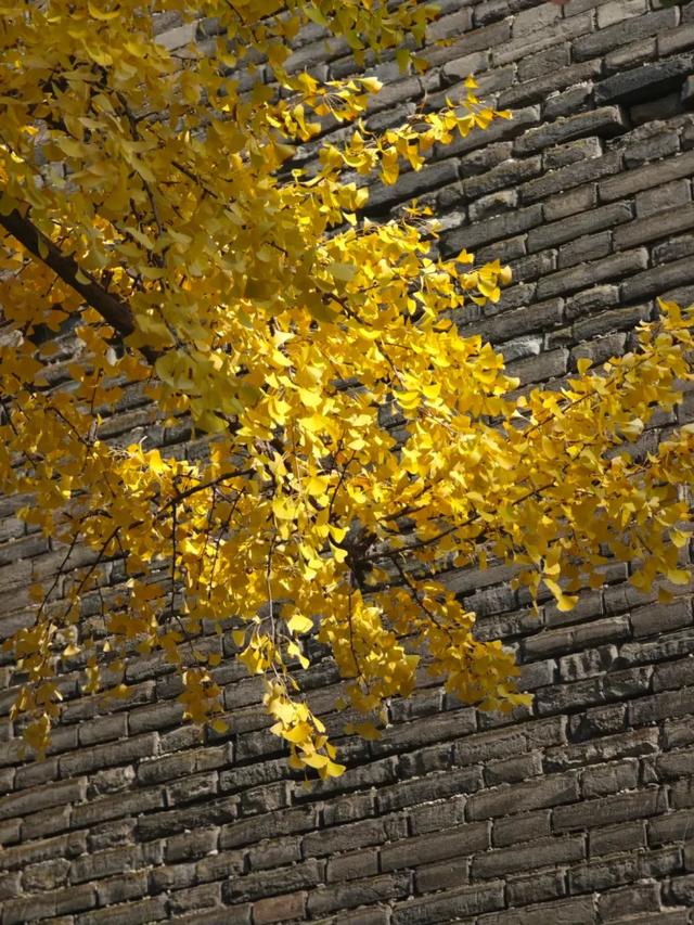 静候碑林“满眼金黄”！提前收藏这5个银杏打卡点，出片率100%