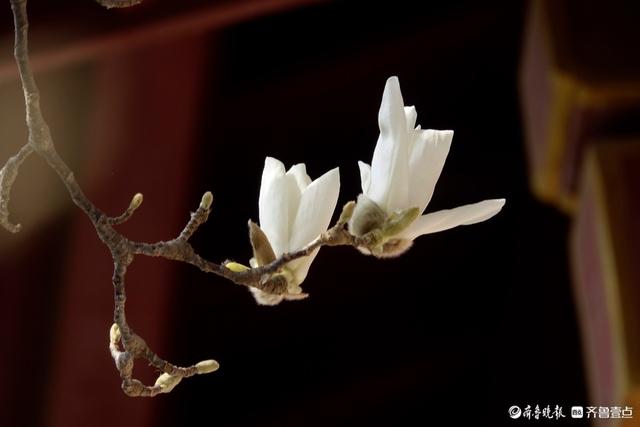 赏花正当时！趵突泉玉兰花开，与泉水共绘春色