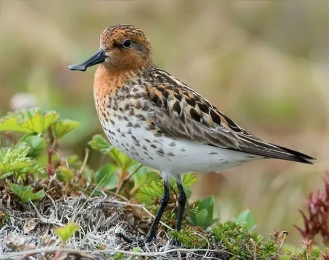 最后一只圈养勺嘴鹬去世	，死前仍在寻找同伴
