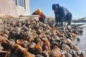 新春走基层︱青岛大海螺收获！每天上万斤还供不应求图片