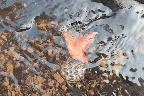 你好，青原山 | 这抹初冬红韵，藏着最热烈的山野浪漫