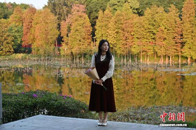 广东广州：落羽杉渐红添冬意