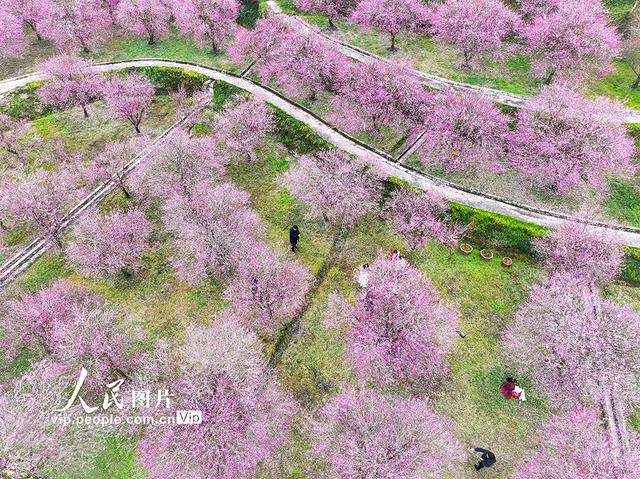 湖北来凤：梅花绽放迎客来