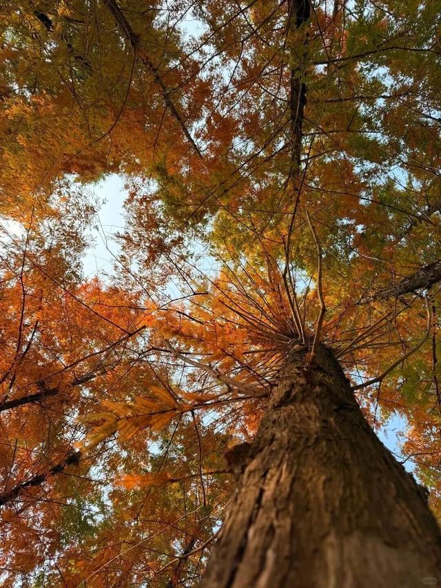 成都限定红！水杉最美季节上线，赶紧打卡