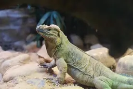 科莫多龙、猪婆龙、五爪金龙……你知道这些是什么动物吗？去上海动物园找龙图片