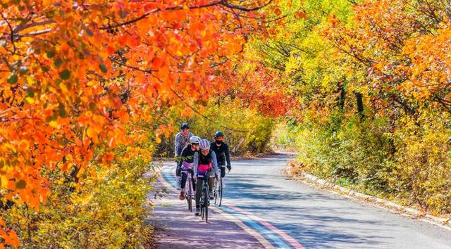 四季流转 多彩枣庄 | 枣庄：凤凰绿道色彩斑斓风景如画