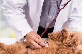 截至本月底！执业兽医资格申请开始啦图片