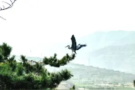 瞰山西  |  方山：苍鹭筑巢添生机图片