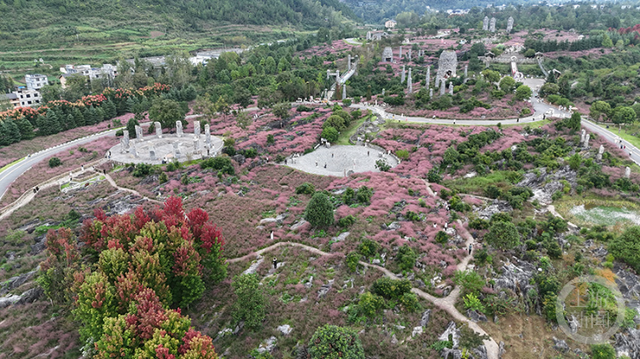 酉阳叠石花谷粉黛盛放，成国庆假期热门打卡地