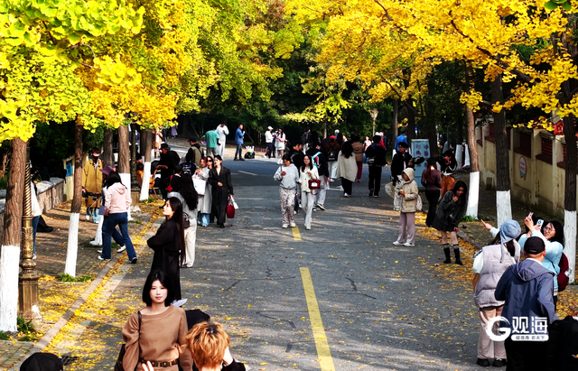 落叶如画！青岛“落叶缓扫”，触手可及的限定美好