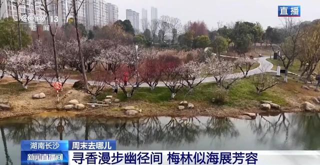 嗅梅香、赏梅韵 “梅”好时光激活周末经济