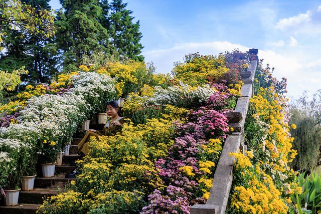 昆明大观楼菊花绽放