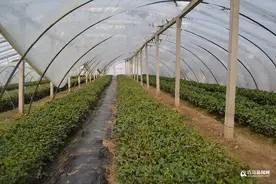 崂山春茶上市了吗？专家：目前都是大棚茶，且价格偏低的均为假冒图片