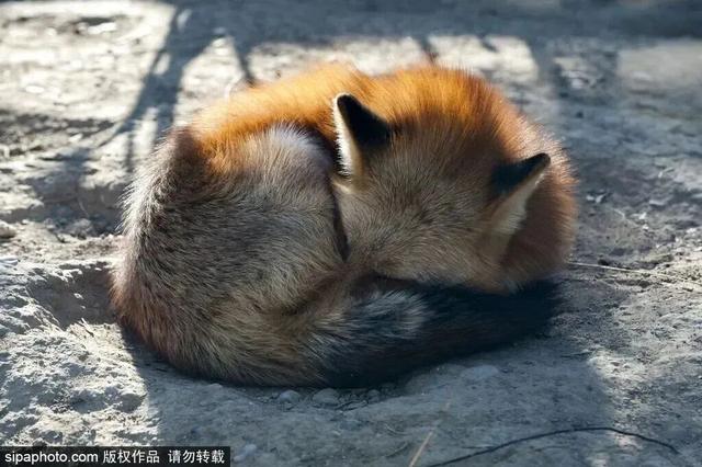 “疯狂动物城”原型，在北京找到了！