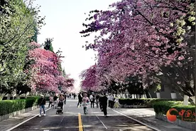 樱开秦岭春日盛 金徽佳酿韵悠长图片