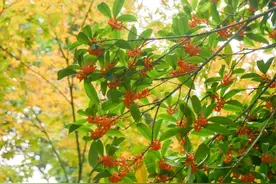 秋日好风景！上海动物园迎来这些秋花……图片
