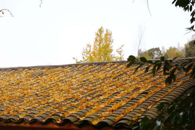 高岭宿集・赴一场银杏的金色邀约