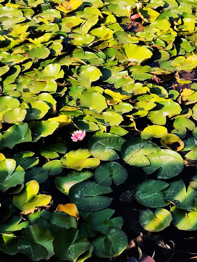 组图丨凉州植物园：一池荷叶半池秋