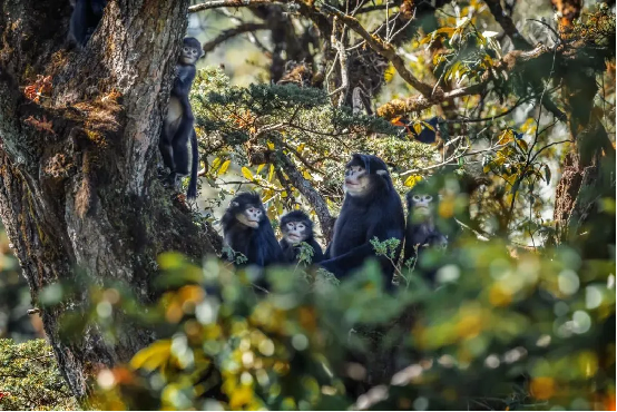 云新闻·滇地宝藏⑦丨一半山水一半城，走进怒江穿城而过的州府小城