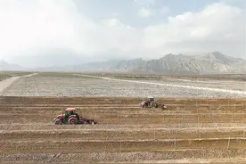 贺兰山东麓酿酒葡萄开始“猫冬”图片