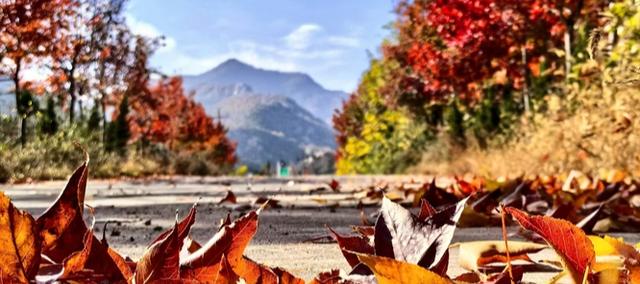 莱芜香山初冬惊现 “逆寒丹枫"  11月底前可邂逅肃秋余韵