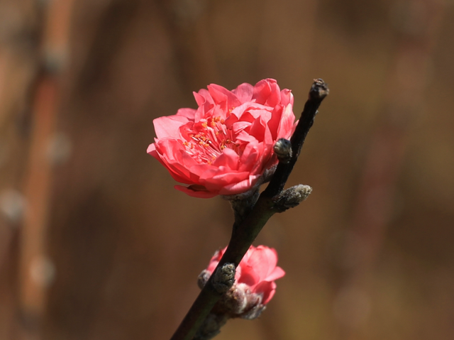 开了！开了！七星岩桃花开了！