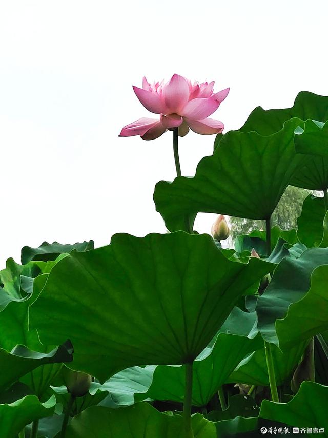 四季湖荷花盛开，千姿百态醉游人
