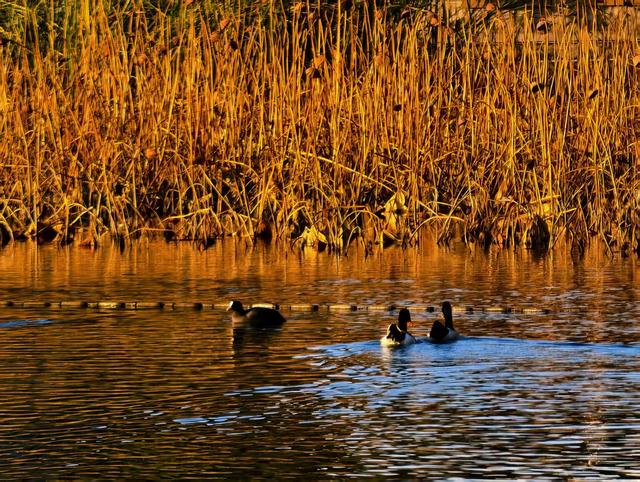什刹海西海湿地：初冬绝美自然画卷