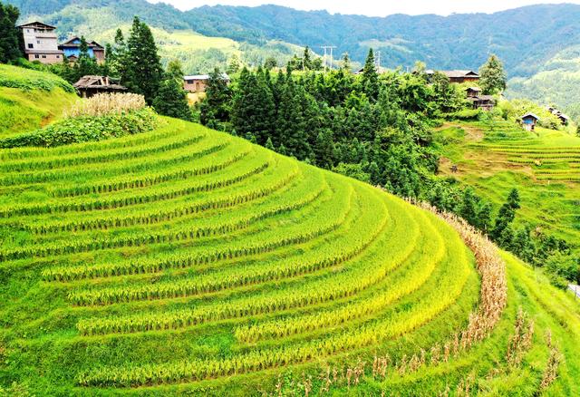 榕江：初秋梯田景入画