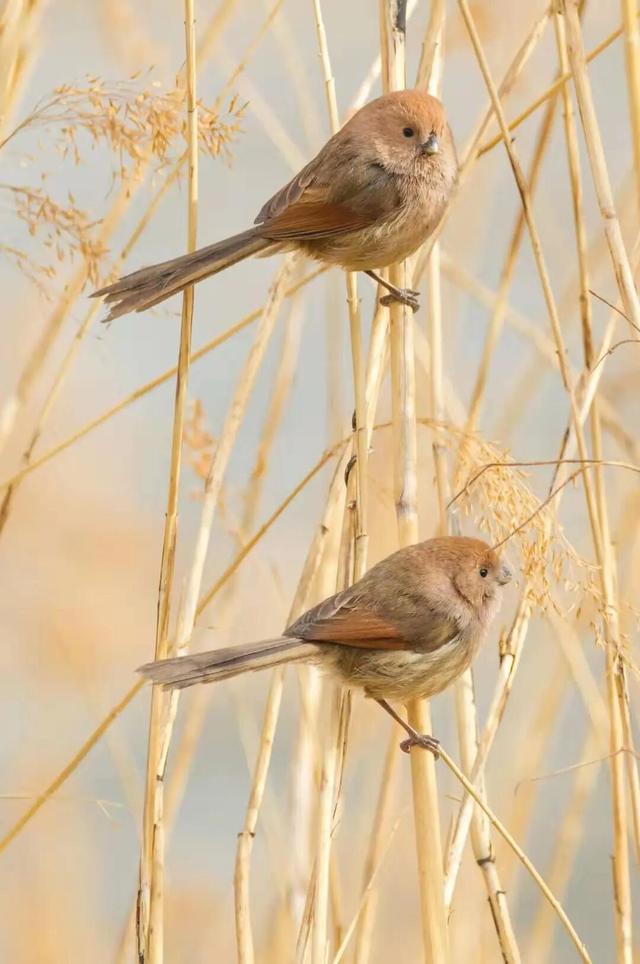 圆明园初冬的静谧