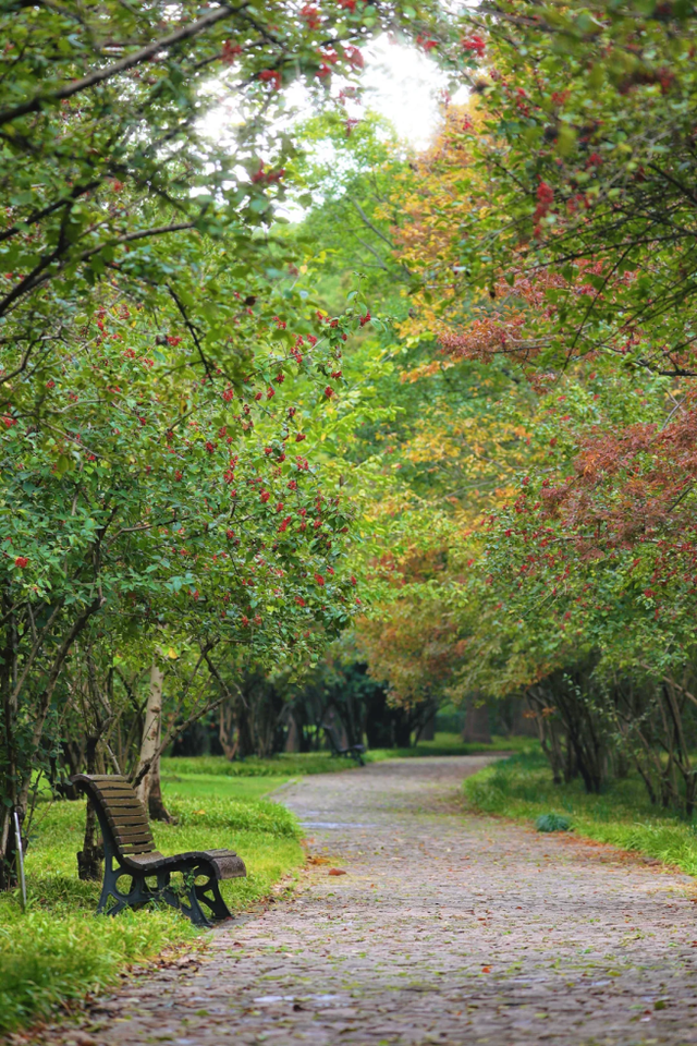 百米梧桐叠金，首波银杏泛黄！上海市中心免费秋日浪漫请查收→