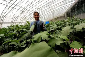 新疆和田：日光温棚蹚出致富路图片