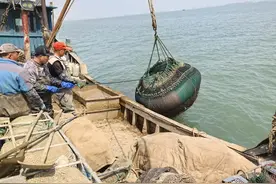 青岛故事｜红岛蛤蜊上岸记：渔民浪里踩两三米铁高跷，一潮水能捞五千斤图片