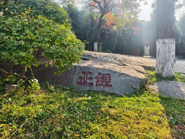 图集丨金秋岱庙美出圈 千年古银杏 “披金” 引客打卡